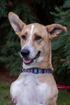 adoptable Dog in , BC named BRODY - Local - tripaw  - sf