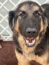 adoptable Dog in , BC named SPIRO (Middle East) kt