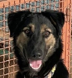 adoptable Dog in Langley, BC named GIGGLY (local) sf