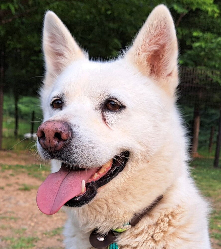 adoptable Dog in Langley, BC named Haidi (S. Korea) hz