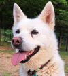 adoptable Dog in , BC named Haidi (S. Korea) hz