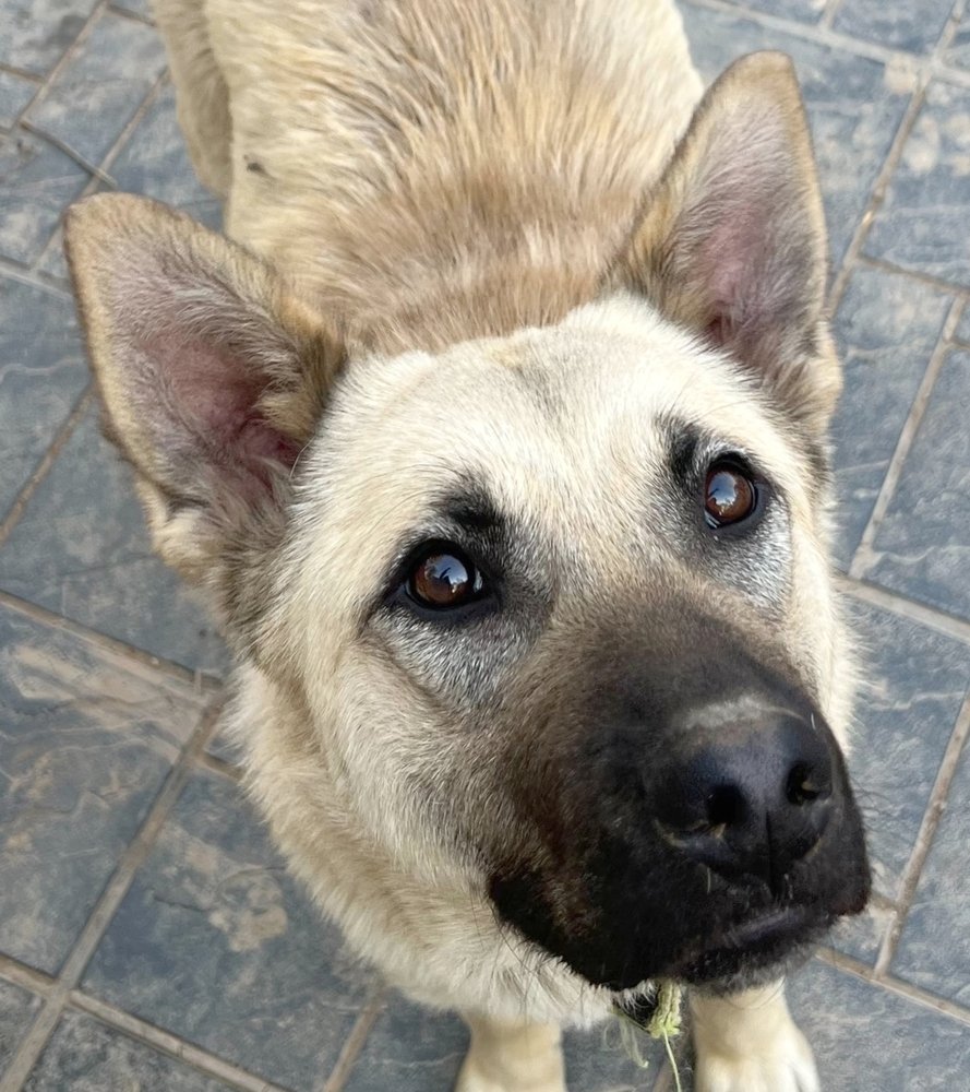 adoptable Dog in Langley, BC named NILA (Middle East) yo