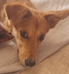 PAWLETTE (Morocco) yo, Spec Needs - Photo 2