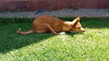 PAWLETTE (Morocco) yo, Spec Needs - Photo 3