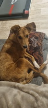 PAWLETTE (Morocco) yo, Spec Needs - Photo 4
