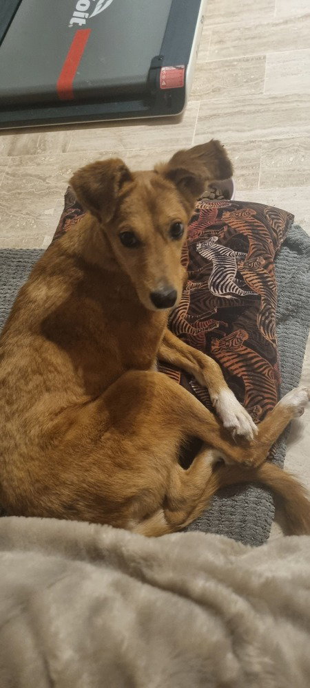 PAWLETTE (Morocco) yo, Spec Needs