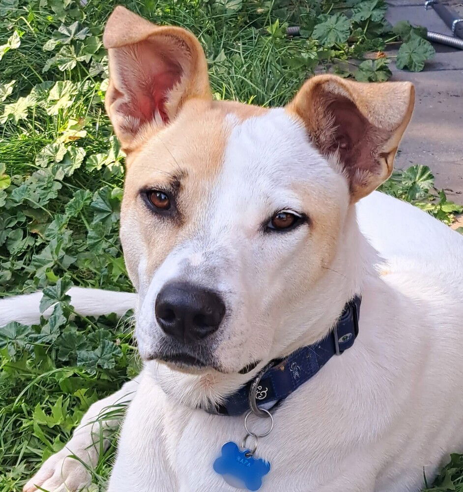 adoptable Dog in Langley, BC named RAFA - Courtesy Post