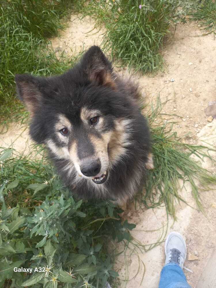 adoptable Dog in Langley, BC named SHADE (Lebanon - kt) - flight  Nov. 19