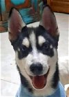 adoptable Dog in  named RACCOON (Mid-East) yo