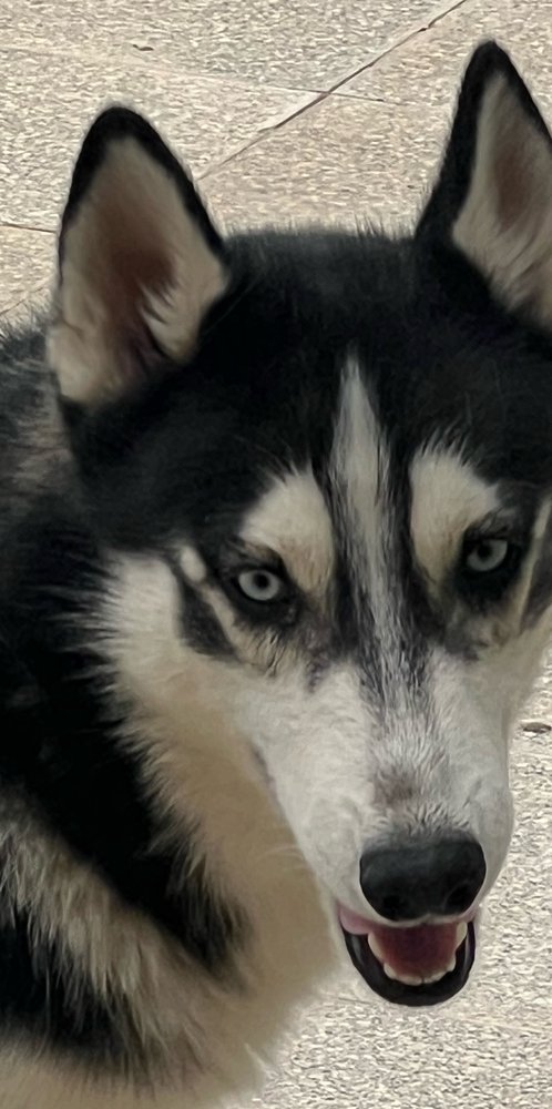 adoptable Dog in Langley, BC named RACCOON (Mid-East) yo
