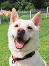 adoptable Dog in , BC named Aleck (S. Korea) hz