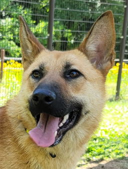 adoptable Dog in Langley, BC named KAILA (S. Korea) hz