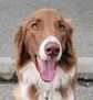 adoptable Dog in Langley, BC named Maxwell - LOCAL - sf