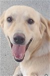 adoptable Dog in  named Gabby / Creamy (Middle East) KP - June 8th flight