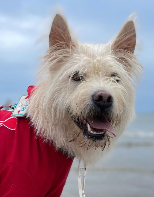RILEY (S. KOREA) HZ - Terrier available for adoption