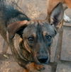 adoptable Dog in  named LUKA (Egypt) yo