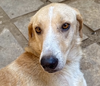 adoptable Dog in , BC named GARY (Egypt) nt
