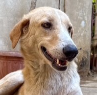 HANSEN (LOCAL) KT - Labrador Retriever / Saluki Greyhound available for adoption