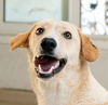 adoptable Dog in , BC named BOJI (Egypt) yo