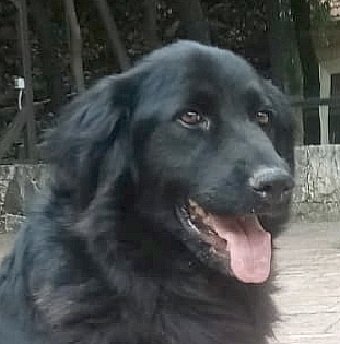 adoptable Dog in Langley, BC named BASIL (Lebanon) kt - pending adoption