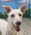 adoptable Dog in  named BARLI (Mid-East) yo