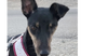 adoptable Dog in  named NOVA (Oman) yo