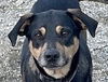 adoptable Dog in , BC named TERRY (local) yo