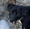 adoptable Dog in , BC named BOLDER -  Local -