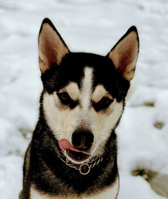 adoptable Dog in Langley, BC named SILAS (Local) jo