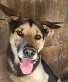 adoptable Dog in , BC named ASHE (Lebanon) nt