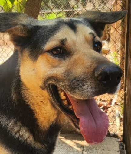 ASHE (LEBANON) NT - German Shepherd Dog / Labrador Retriever available for adoption