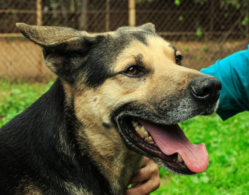 adoptable Dog in Langley, BC named ASHE Lebanon kt Nov 19 flt if home