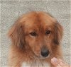 adoptable Dog in  named HOSANNA (Mid-East) yo