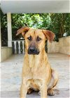 adoptable Dog in  named Leo (Mid-East) ST