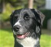 adoptable Dog in  named NAPA (Local) KY