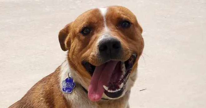 adoptable Dog in Langley, BC named CALVIN (NEW MEXICO) NVS