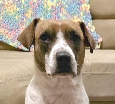 adoptable Dog in Langley, BC named CORA (Texas) KY