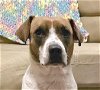 adoptable Dog in  named CORA (Texas) KY