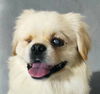 adoptable Dog in , BC named Fifer - (Middle East) - yo