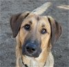 adoptable Dog in  named HICKORY (local) sf/yo