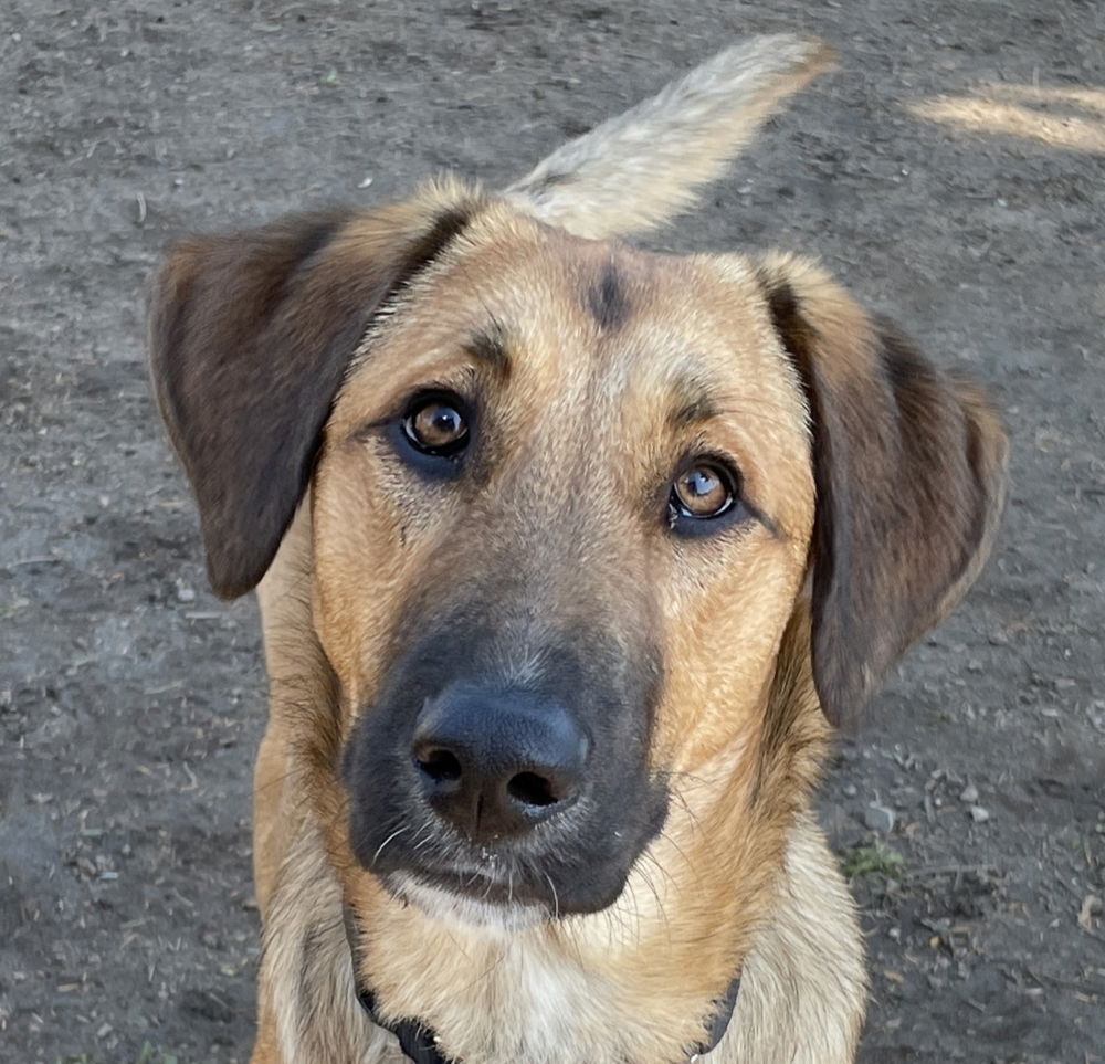 adoptable Dog in Langley, BC named HICKORY (local) sf/yo