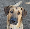 adoptable Dog in , BC named HICKORY (local) sf/yo