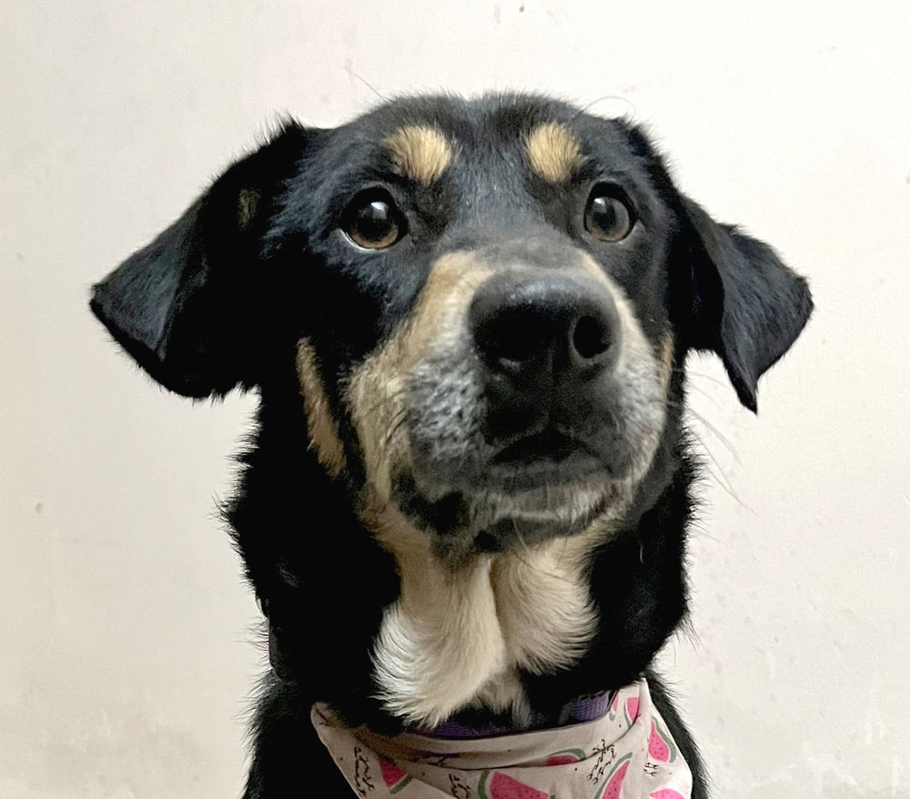 adoptable Dog in Langley, BC named NODDY (India) yo