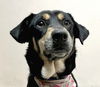 adoptable Dog in , BC named NODDY (India) yo