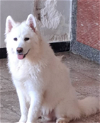adoptable Dog in  named Kenzo (Middle East, ST)