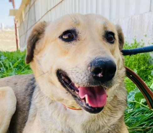 JOSELLE (ISRAEL) SV - Whippet / German Shepherd Dog available for adoption