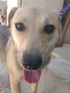 JOSELLE (Israel) sv - Photo 2