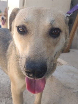 JOSELLE (ISRAEL) SV - Whippet / German Shepherd Dog available for adoption