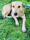 JOSELLE (Israel) sv - Photo 3