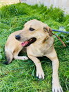 JOSELLE (Israel) sv - Photo 4